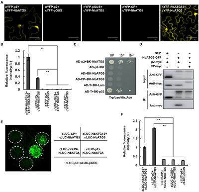 Rice stripe virus p2 protein interacts with ATG5 and is targeted for degradation by autophagy